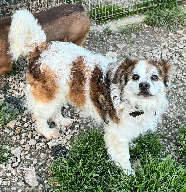 Birillo 4 anni Taglia piccola  Foto 3