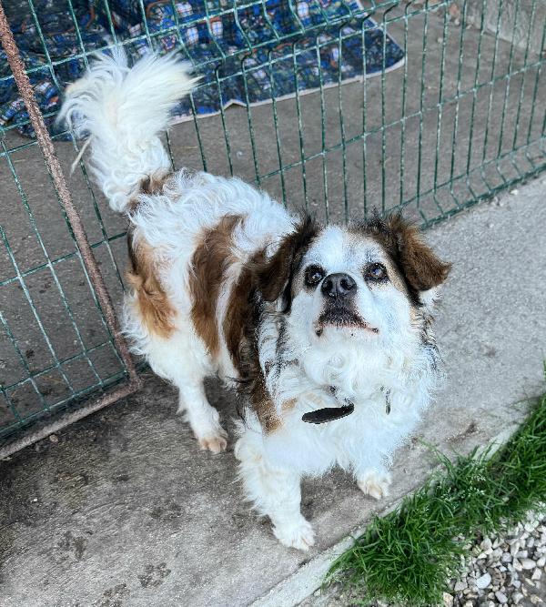 Birillo 4 anni Taglia piccola  Foto 4