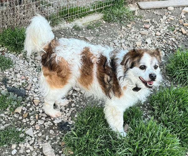 Birillo 4 anni Taglia piccola  Foto 6