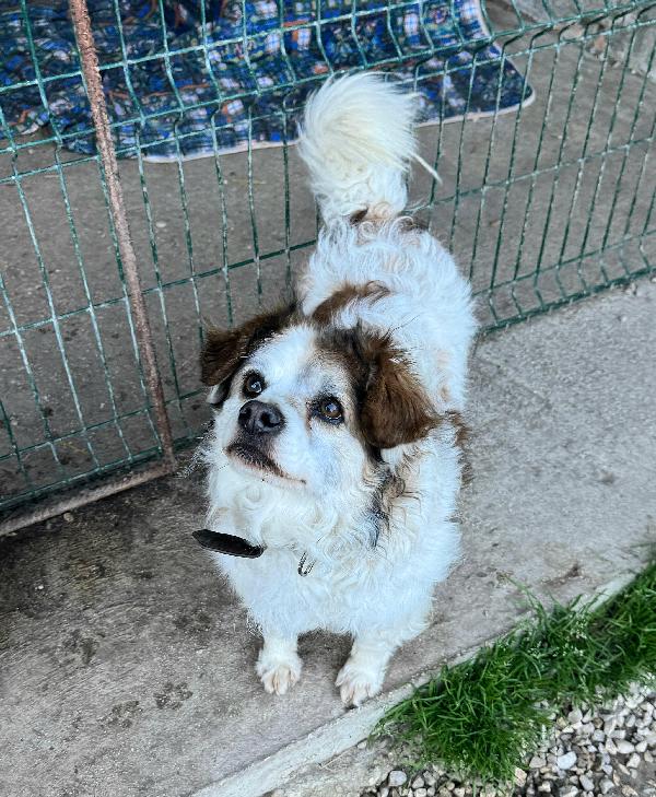 Birillo 4 anni Taglia piccola  Foto 7