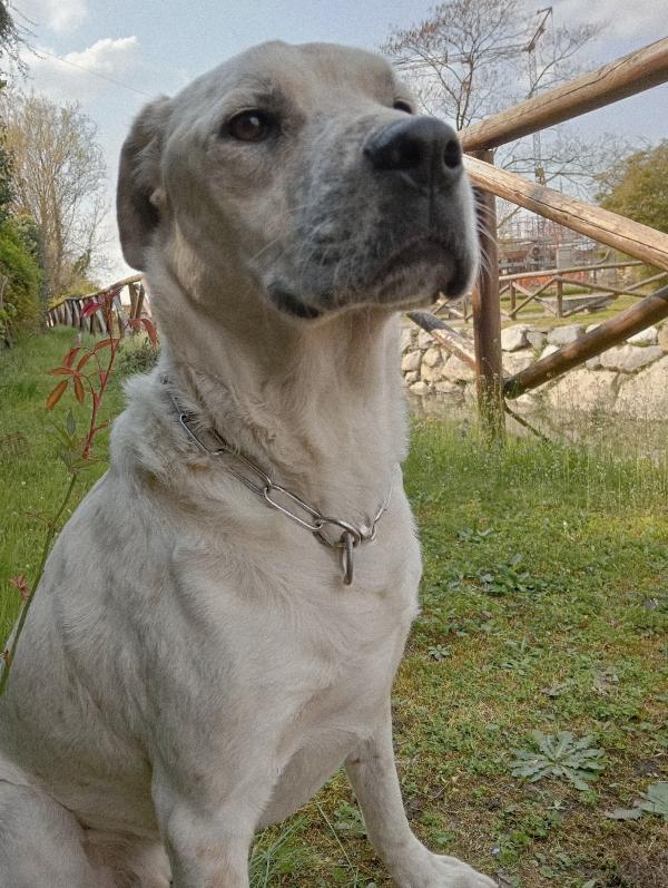 Una Mamma Per Bianchino