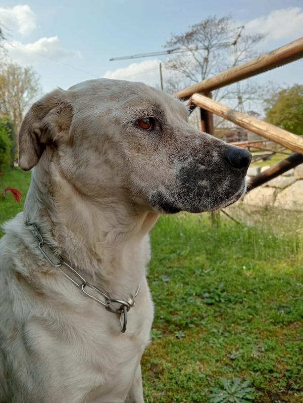 UNA MAMMA PER BIANCHINO Foto 2