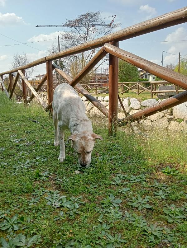 UNA MAMMA PER BIANCHINO Foto 4
