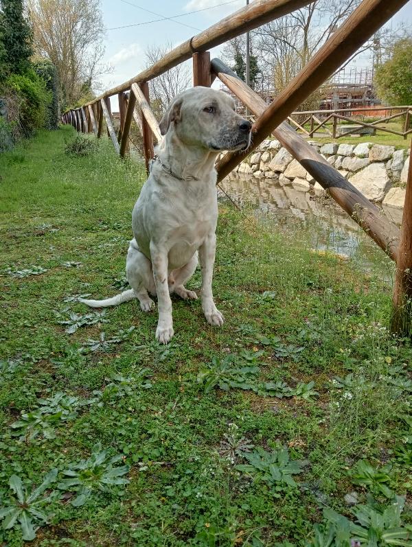 UNA MAMMA PER BIANCHINO Foto 5