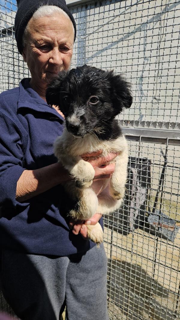 SMERALDA SPLENDIDA CUCCIOLA CERCA CASA  Foto 2