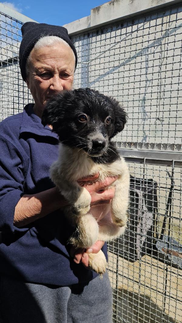 SMERALDA SPLENDIDA CUCCIOLA CERCA CASA  Foto 3