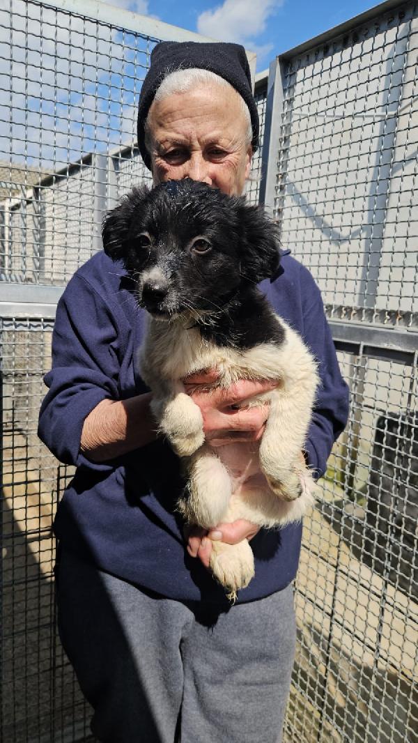 SMERALDA SPLENDIDA CUCCIOLA CERCA CASA  Foto 4