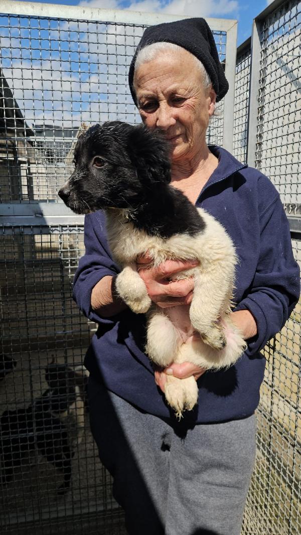 SMERALDA SPLENDIDA CUCCIOLA CERCA CASA  Foto 5