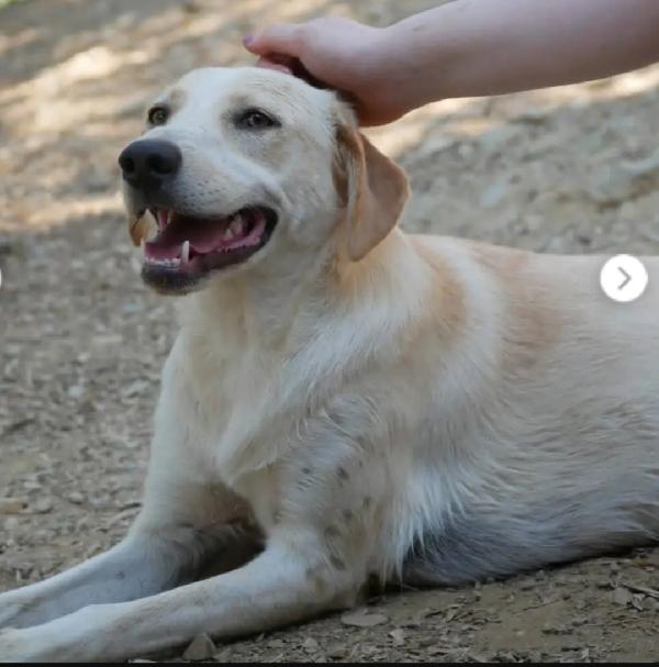 Mix Labrador Quasi 2Anni,Femmina,Salvata.toscana