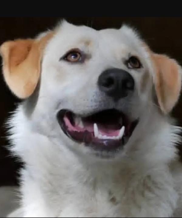 Mix Labrador quasi 2anni,femmina,salvata.TOSCANA Foto 2