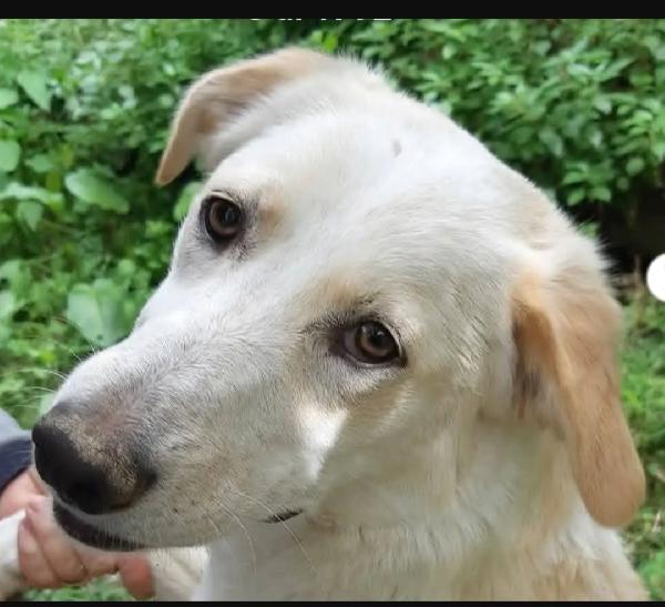 Mix Labrador quasi 2anni,femmina,salvata.TOSCANA Foto 3