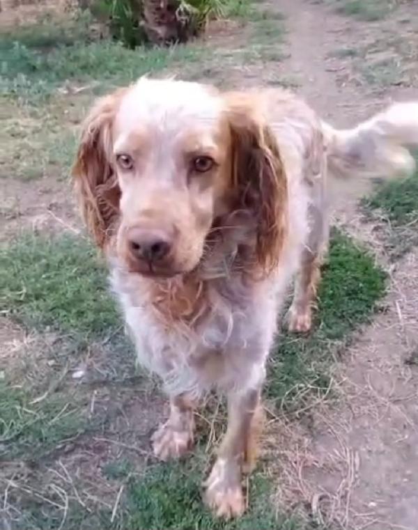 Breton 7Anni In Canile Dal 2020!!! Lazio Sos