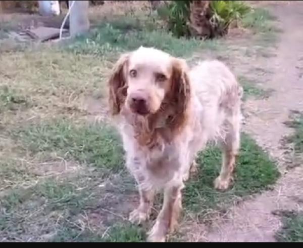 Breton 7anni in canile dal 2020!!! LAZIO SOS Foto 3