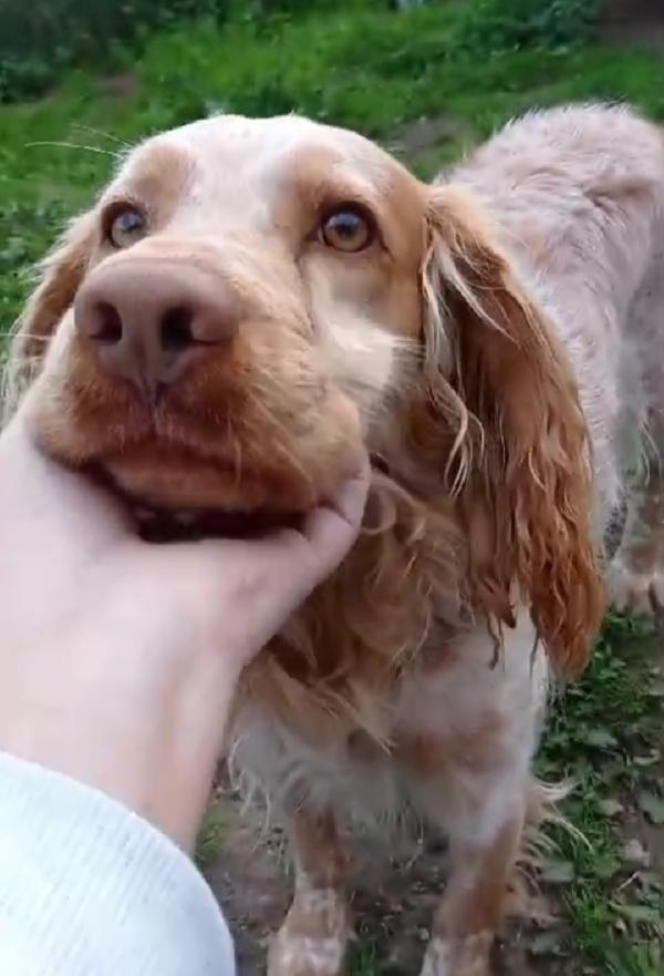 Breton 7anni in canile dal 2020!!! LAZIO SOS Foto 7