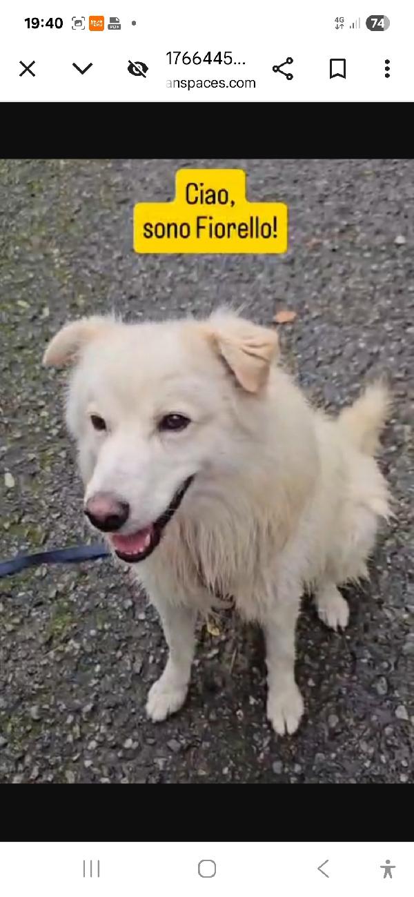 Fiorello 4anni e 1/2 dalla catena al box.NOVARA SOS CASA Foto 5