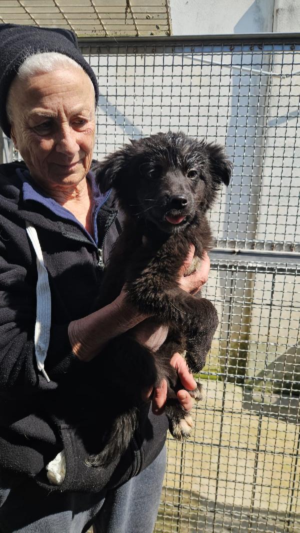 Perla: 3 mesi taglia contenuta  Foto 2