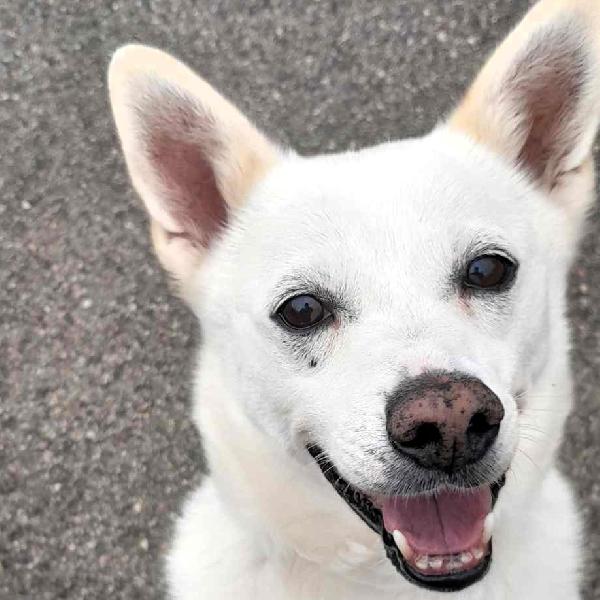 FOX CERCA CASA E AMORE Foto 8