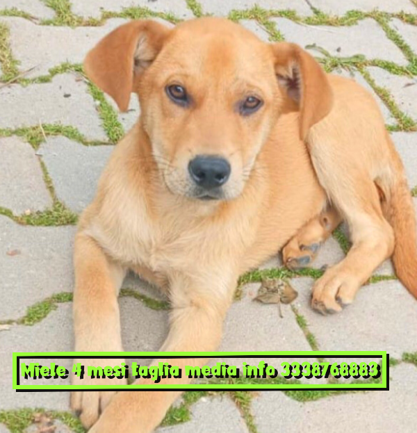 Miele Dolcissimo Cucciolo Di 4 Mesi Mix Labrador Cerca Casa ❤️