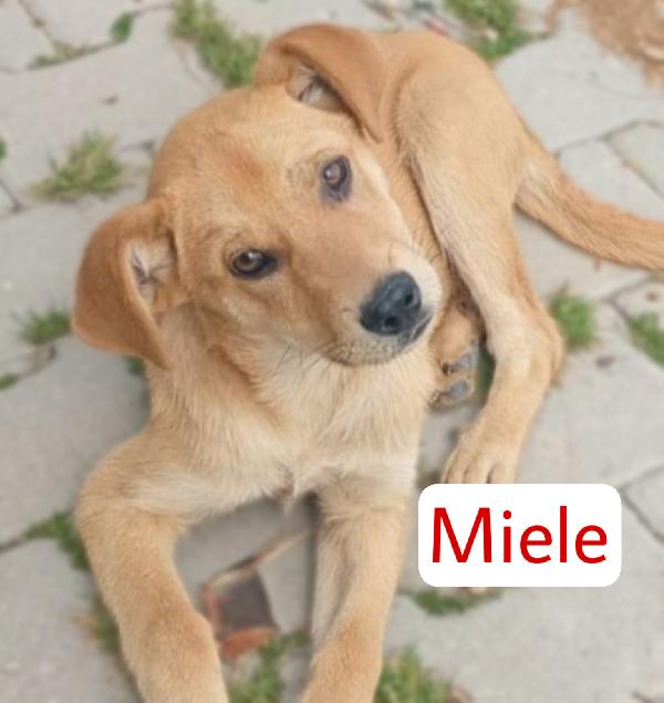 Miele dolcissimo cucciolo di 4 mesi mix Labrador cerca casa ❤️ Foto 3