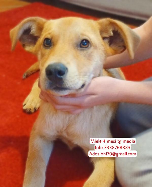 Miele dolcissimo cucciolo di 4 mesi mix Labrador cerca casa ❤️ Foto 4
