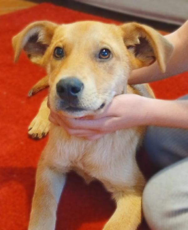 Miele dolcissimo cucciolo di 4 mesi mix Labrador cerca casa ❤️ Foto 5