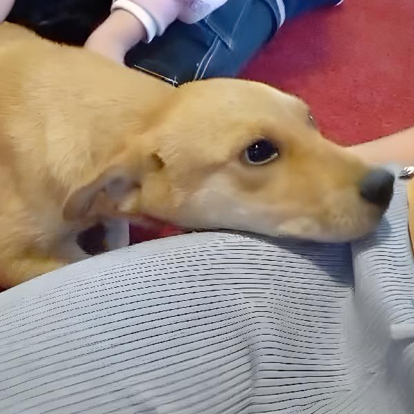 Miele dolcissimo cucciolo di 4 mesi mix Labrador cerca casa ❤️ Foto 7