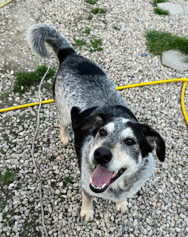 Mila 4 Anni Taglia Media 