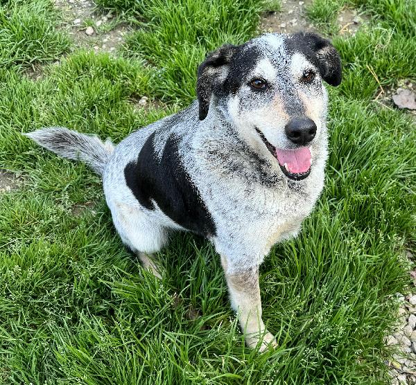 Mila 4 anni Taglia media  Foto 3