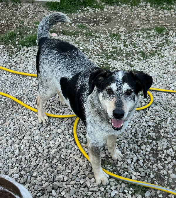 Mila 4 anni Taglia media  Foto 4