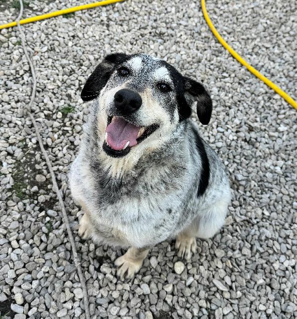 Mila 4 anni Taglia media  Foto 5