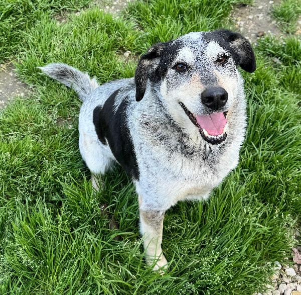 Mila 4 anni Taglia media  Foto 6