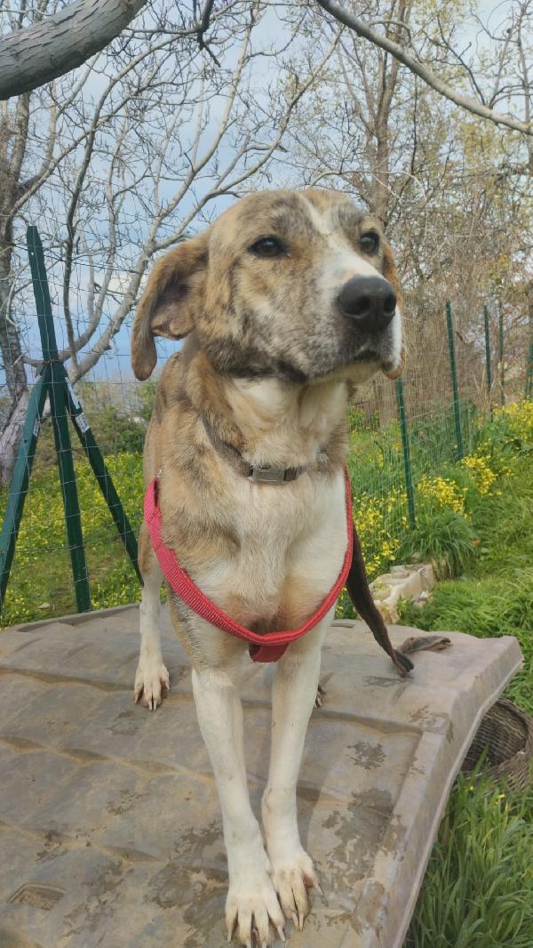 DOLCISSIMA TERRY Foto 2