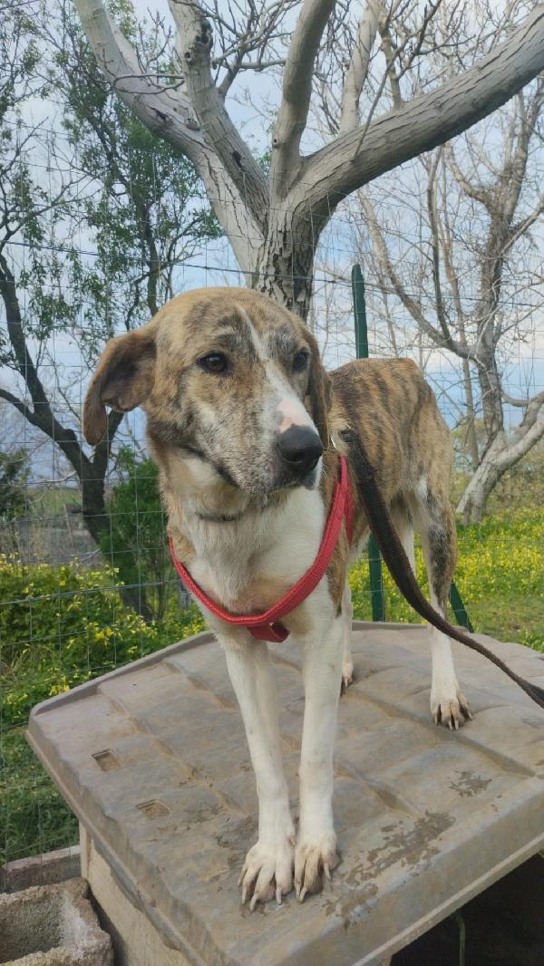 DOLCISSIMA TERRY Foto 3