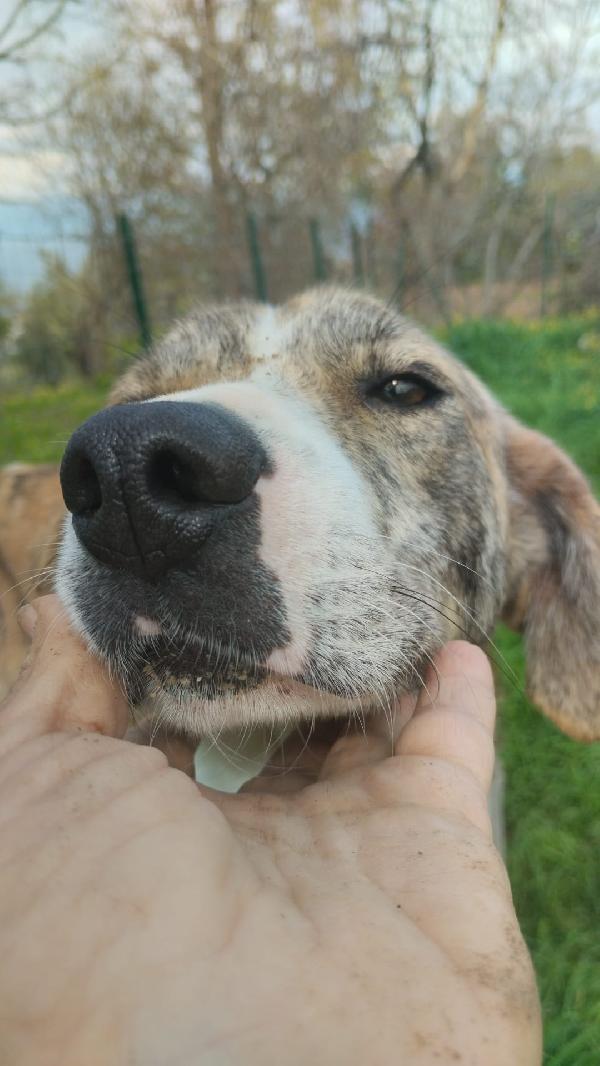 DOLCISSIMA TERRY Foto 4