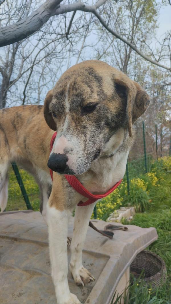 DOLCISSIMA TERRY Foto 5