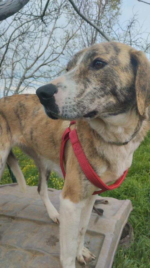 DOLCISSIMA TERRY Foto 6