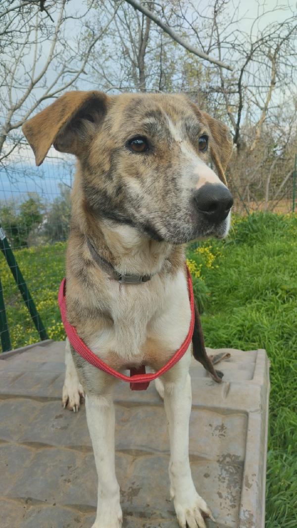 DOLCISSIMA TERRY Foto 7