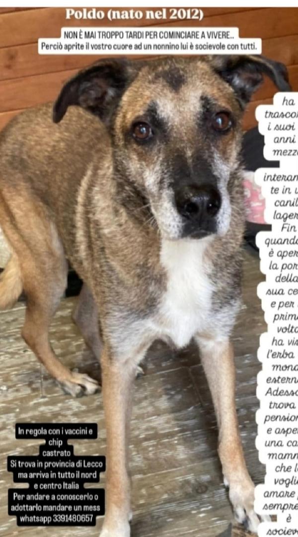 Classe 2012 Quasi Tutti Di Canile Lager.lecco