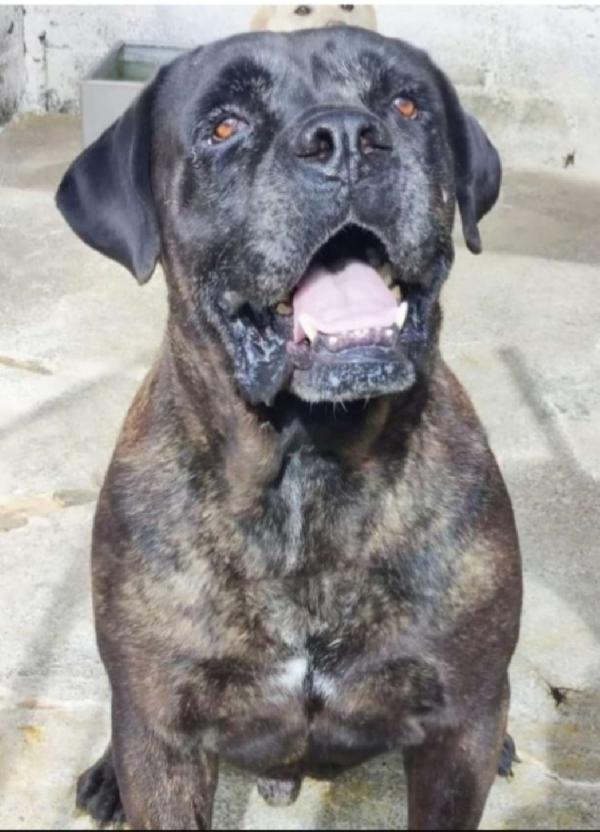 2 CORSO NON GIOVANI DA ANNI IN 1PESSIMO CANILE.CALABRIA Foto 2