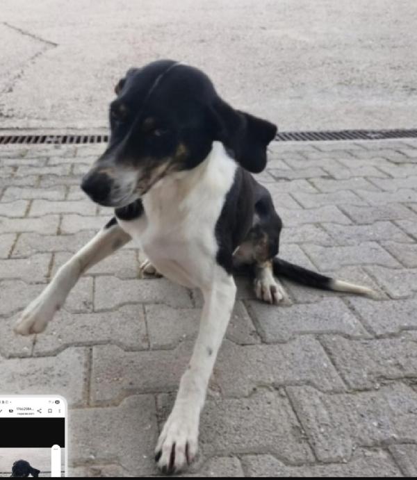 Giovane Cagnolina Ha Visto Morire I Suoi Cuccioli! Salerno