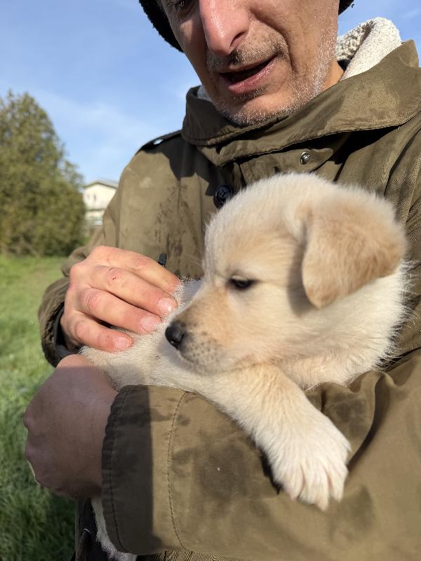 💖🐾 jenny 🐾💖 stupenda cucciola taglia medio contenuta in adozione  Foto 2