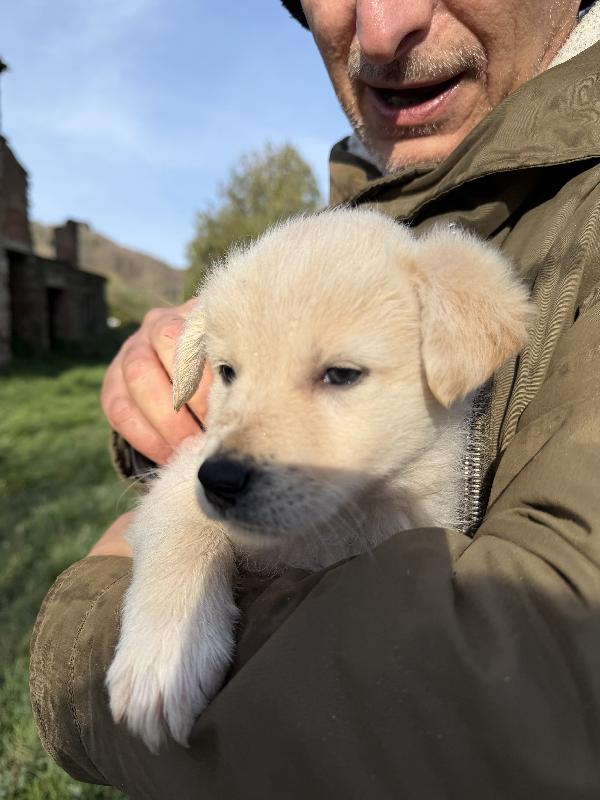 💖🐾 jenny 🐾💖 stupenda cucciola taglia medio contenuta in adozione  Foto 3