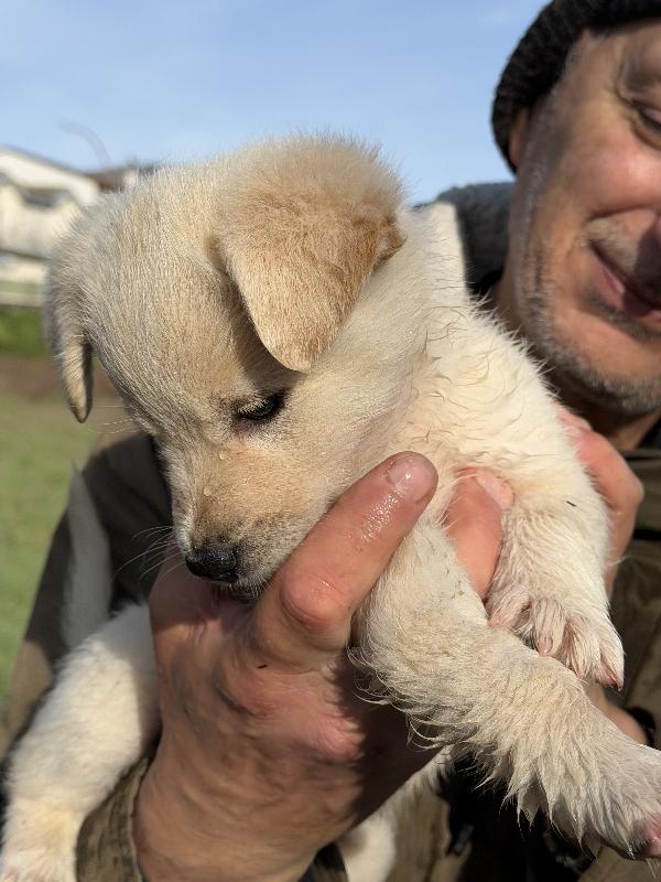 💖🐾 jenny 🐾💖 stupenda cucciola taglia medio contenuta in adozione  Foto 5