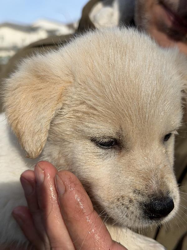 💖🐾 jenny 🐾💖 stupenda cucciola taglia medio contenuta in adozione  Foto 9