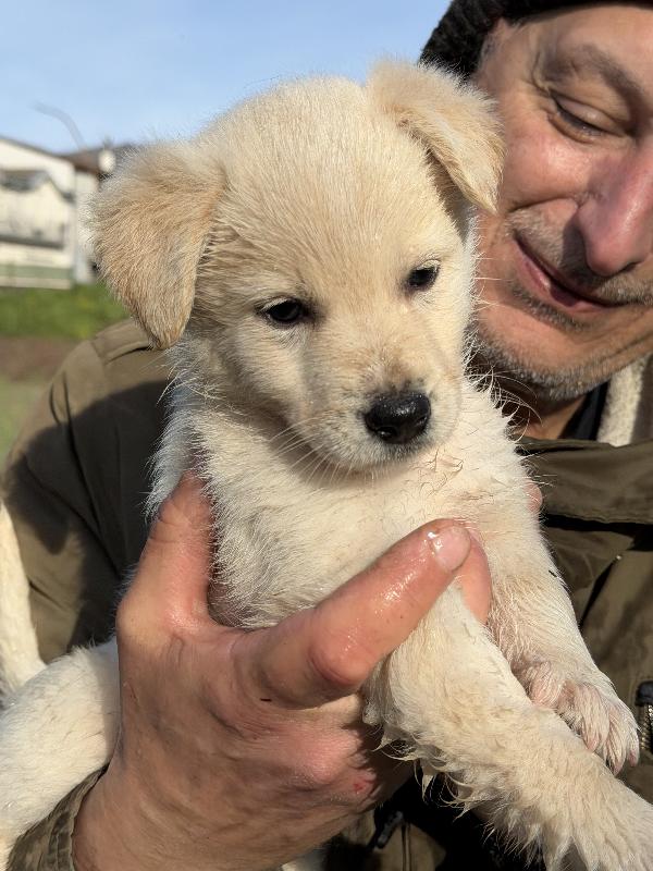 🌸🐾 jenny 🐾🌸 tenera cucciola taglia medio contenuta in adozione  Foto 3