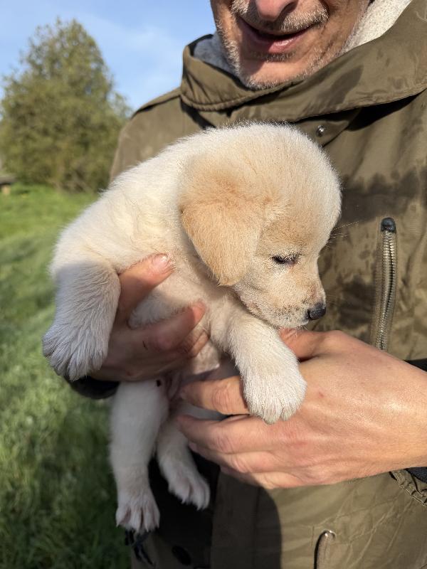 🌸🐾 jenny 🐾🌸 tenera cucciola taglia medio contenuta in adozione  Foto 7