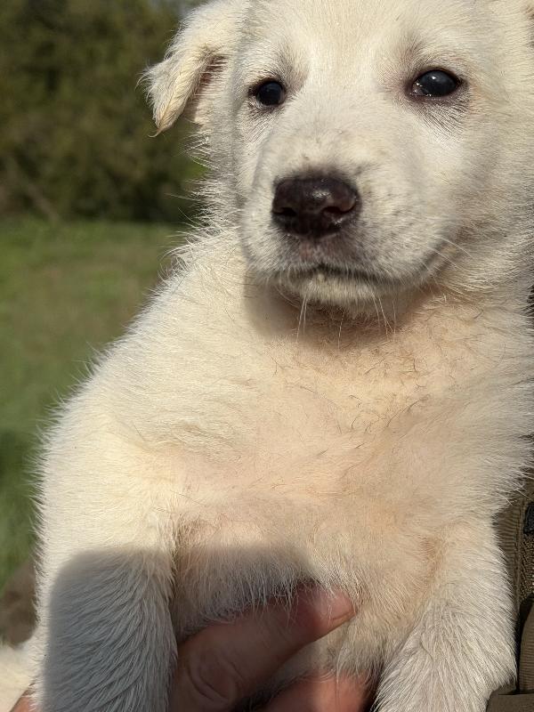 💙🐾 johnny 🐾💙 splendido cucciolo taglia medio contenuta in adozione  Foto 2