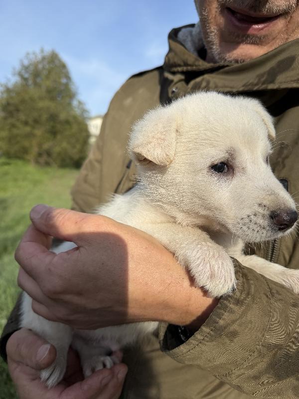 💙🐾 johnny 🐾💙 splendido cucciolo taglia medio contenuta in adozione  Foto 3