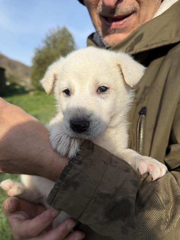 💙🐾 johnny 🐾💙 splendido cucciolo taglia medio contenuta in adozione  Foto 4