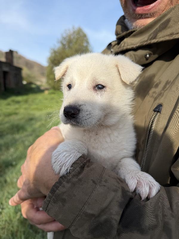 💙🐾 johnny 🐾💙 splendido cucciolo taglia medio contenuta in adozione  Foto 5